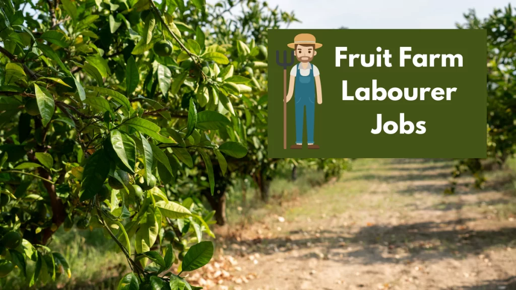 Fruit Farm Labourer Jobs In Canada For Pakistanis