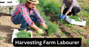 Harvesting Farm Labourer Jobs in Canada