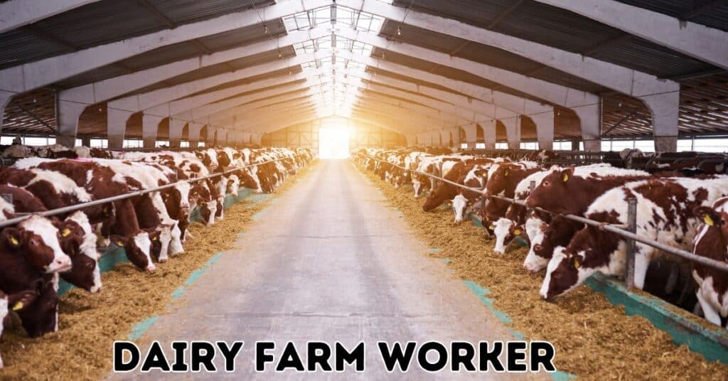 Dairy Farm Worker Vacancies in Canada